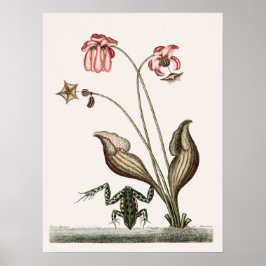 ヴィンテージカエルイラストレーション ポスター