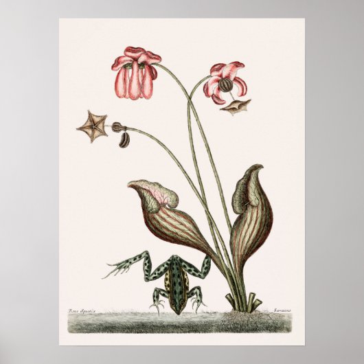 ヴィンテージカエルイラストレーション ポスター (正面)