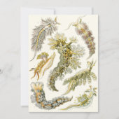 ヴィンテージカタツムリと海のナメクジbyエルンスト・ヘイケル (正面)