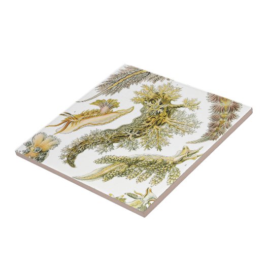 ヴィンテージカタツムリと海のナメクジbyエルンスト・ヘイケル タイル (側面)