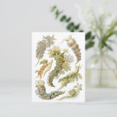 ヴィンテージカタツムリと海のナメクジbyエルンスト・ヘイケル ポストカード (スタンド正面)