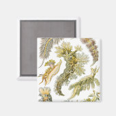 ヴィンテージカタツムリと海のナメクジbyエルンスト・ヘイケル マグネット (正面/裏面)