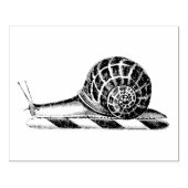 ヴィンテージカタツムリスケッチ ラバースタンプ (インプリント)