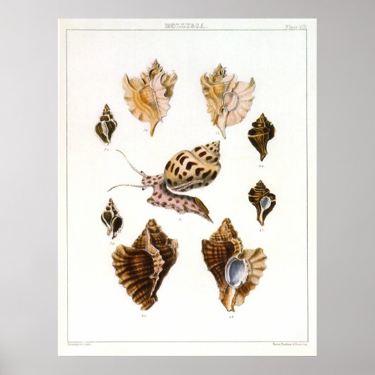 ヴィンテージカタツムリ、軟体動物海洋生物 ポスター (正面)