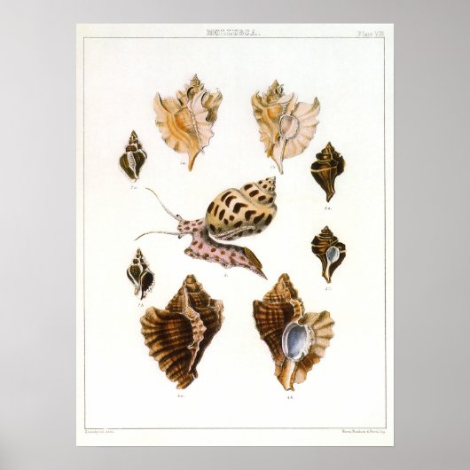 ヴィンテージカタツムリ、軟体動物海洋生物 ポスター (正面)