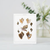 ヴィンテージカタツムリ、軟体動物海洋生物 ポストカード (スタンド正面)