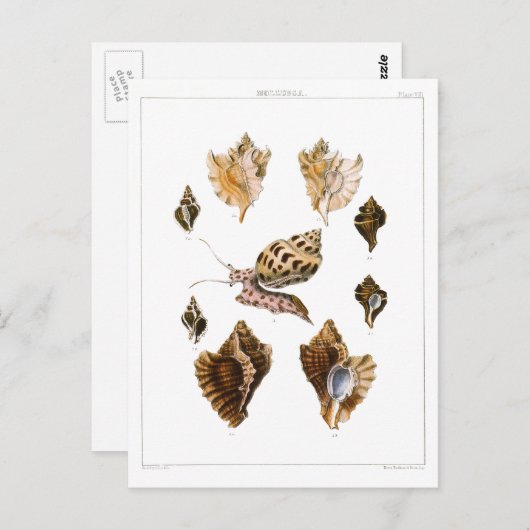 ヴィンテージカタツムリ、軟体動物海洋生物 ポストカード (正面/裏面)