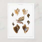 ヴィンテージカタツムリ、軟体動物海洋生物 ポストカード (正面)