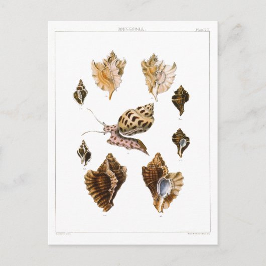 ヴィンテージカタツムリ、軟体動物海洋生物 ポストカード (正面)