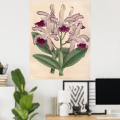 ヴィンテージカトレヤグッタータオーキッドフラワー ポスター (ホームオフィス)