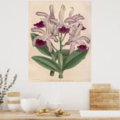 ヴィンテージカトレヤグッタータオーキッドフラワー ポスター (キッチン)