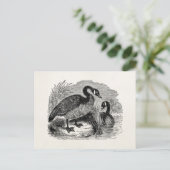 ヴィンテージカナダガチョウ – ガチョウテンプレート ポストカード (スタンド正面)