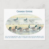ヴィンテージカナダグースバードアートウォーターカラーポストカード ポストカード (正面)