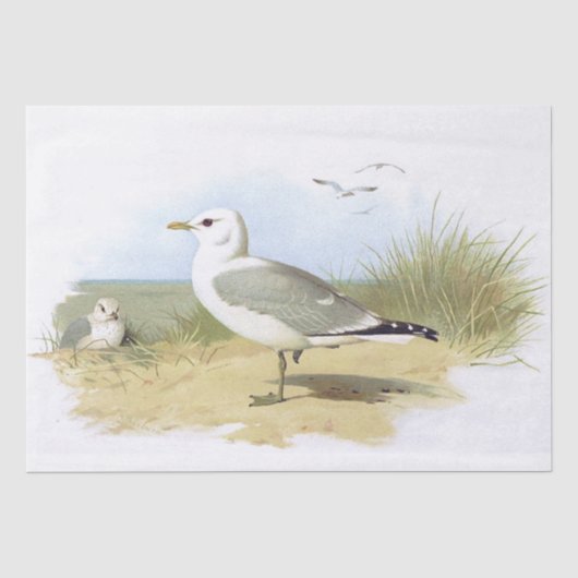 ヴィンテージカモメ鳥ビーチ草海海辺 薄葉紙 (正面)