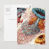 ヴィンテージカラフルクラゲ ポストカード (正面/裏面)