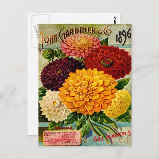 ヴィンテージカラフルダリアフラワーズ ポストカード (正面/裏面)