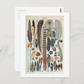 ヴィンテージカラフルフフランスのェザーイラストレーション ポストカード (正面/裏面)