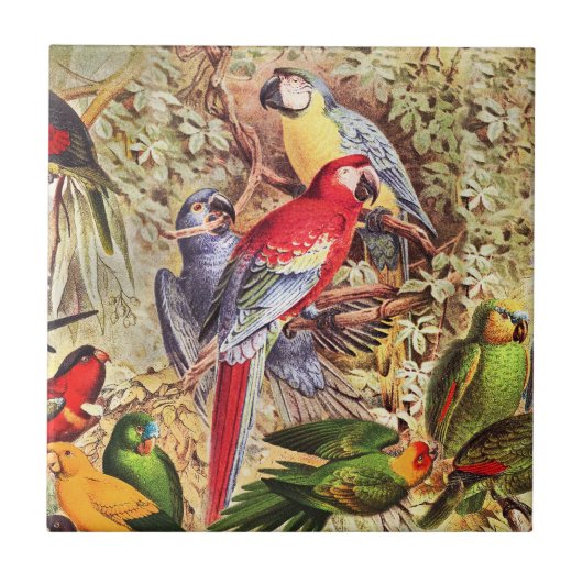 ヴィンテージカラフル熱帯鳥のオウム タイル (正面)