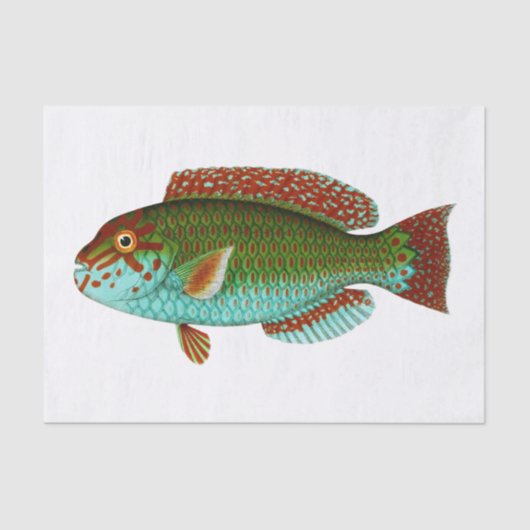 ヴィンテージカラフル魚 薄葉紙 (正面)