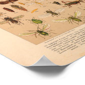 ヴィンテージカラー昆虫芸術プリント ポスター (角)