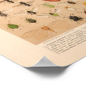 ヴィンテージカラー昆虫芸術プリント ポスター (角)