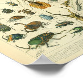 ヴィンテージカラー昆虫芸術プリント ポスター (角)