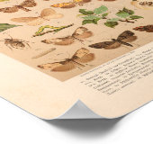 ヴィンテージカラー昆虫芸術プリント ポスター (角)