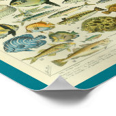 ヴィンテージカラー海洋生物魚プリント ポスター (角)