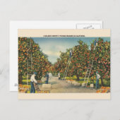 ヴィンテージカリフォルニアオレンジポストカード ポストカード (正面/裏面)