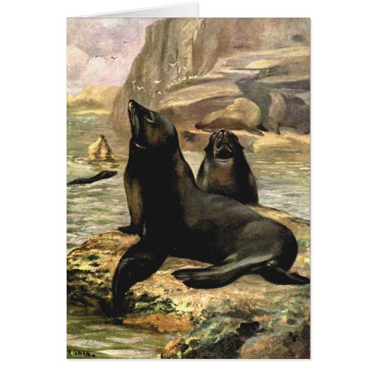 ヴィンテージカリフォルニアシーライオンズバイCE Swan (正面)