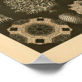 ヴィンテージカルシスポンジャエカラーエルンストヘッケルプリント ポスター (角)