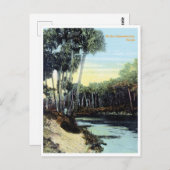 ヴィンテージカロサハッチェ川フロリダ ポストカード (正面/裏面)