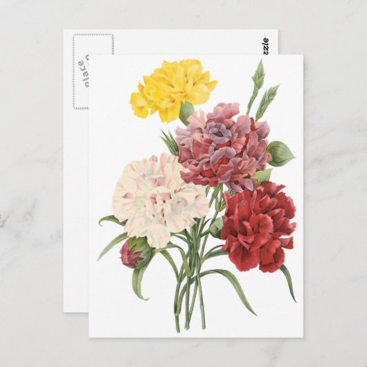 ヴィンテージカーネーションディアンツスガーデンフラワーズリドゥート ポストカード (正面/裏面)