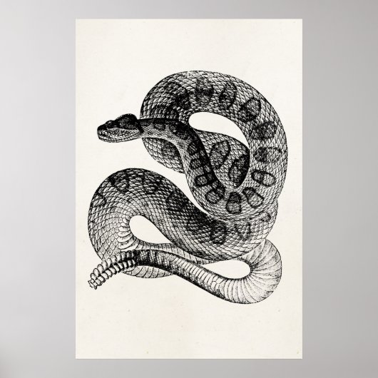 ヴィンテージガラガラ爬虫類ヘビテンプレート ポスター (正面)