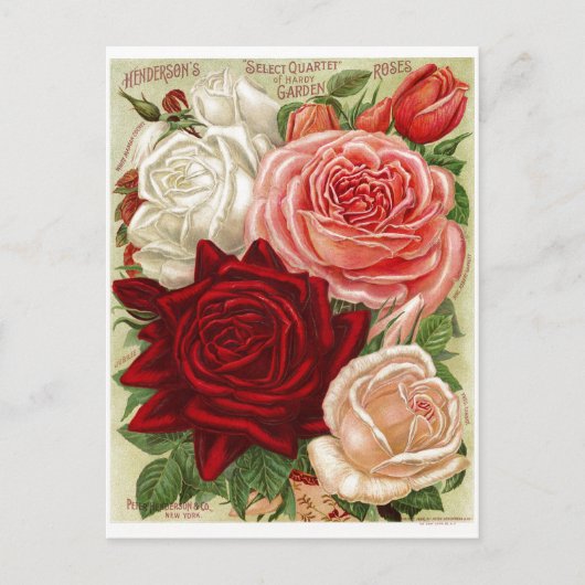 ヴィンテージガーデニングバラはがき ポストカード (正面)