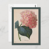 ヴィンテージガーデンフラワーピンクアジサイ ポストカード (正面/裏面)