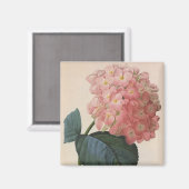 ヴィンテージガーデンフラワーピンクアジサイ マグネット (正面/裏面)