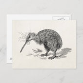 ヴィンテージキウイバードアンティークバードテンプレート ポストカード (正面/裏面)