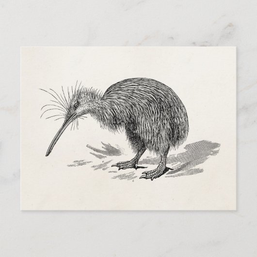 ヴィンテージキウイバードアンティークバードテンプレート ポストカード (正面)