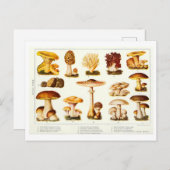 ヴィンテージキノコ植物葉書 ポストカード (正面/裏面)