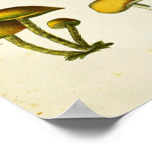 ヴィンテージキノコ1839アートプリントイエローグリーン ポスター (角)