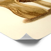 ヴィンテージキノコ1861アートプリントモレル ポスター (角)