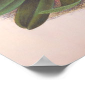 ヴィンテージキプリペジウムアトゥランピンクスリッパラン ポスター (角)