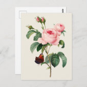 ヴィンテージキャベツバラ植物性イラストレーション ポストカード (正面/裏面)