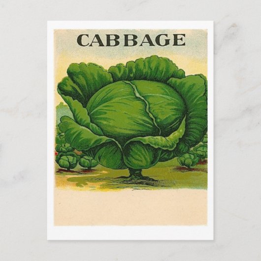 ヴィンテージキャベツ種小葉書 ポストカード (正面)