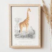 ヴィンテージキリン。レトロ動物のイラストレーション ポスター