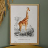 ヴィンテージキリン。レトロ動物のイラストレーション ポスター