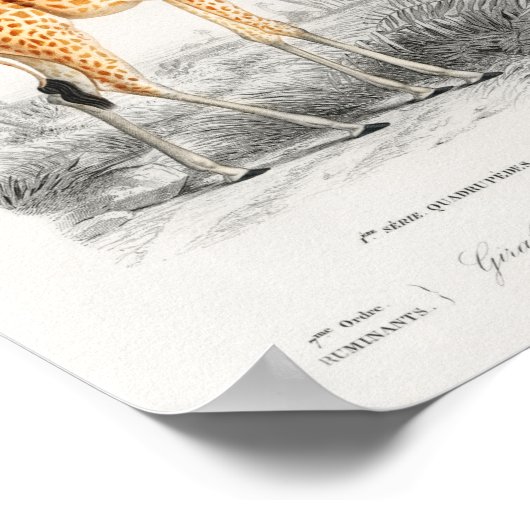 ヴィンテージキリン。レトロ動物のイラストレーション ポスター (角)