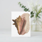 ヴィンテージクイーンコンチシーシェル海獣 ポストカード (スタンド正面)