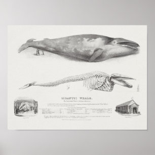 ヴィンテージクジライラストレーション ポスター